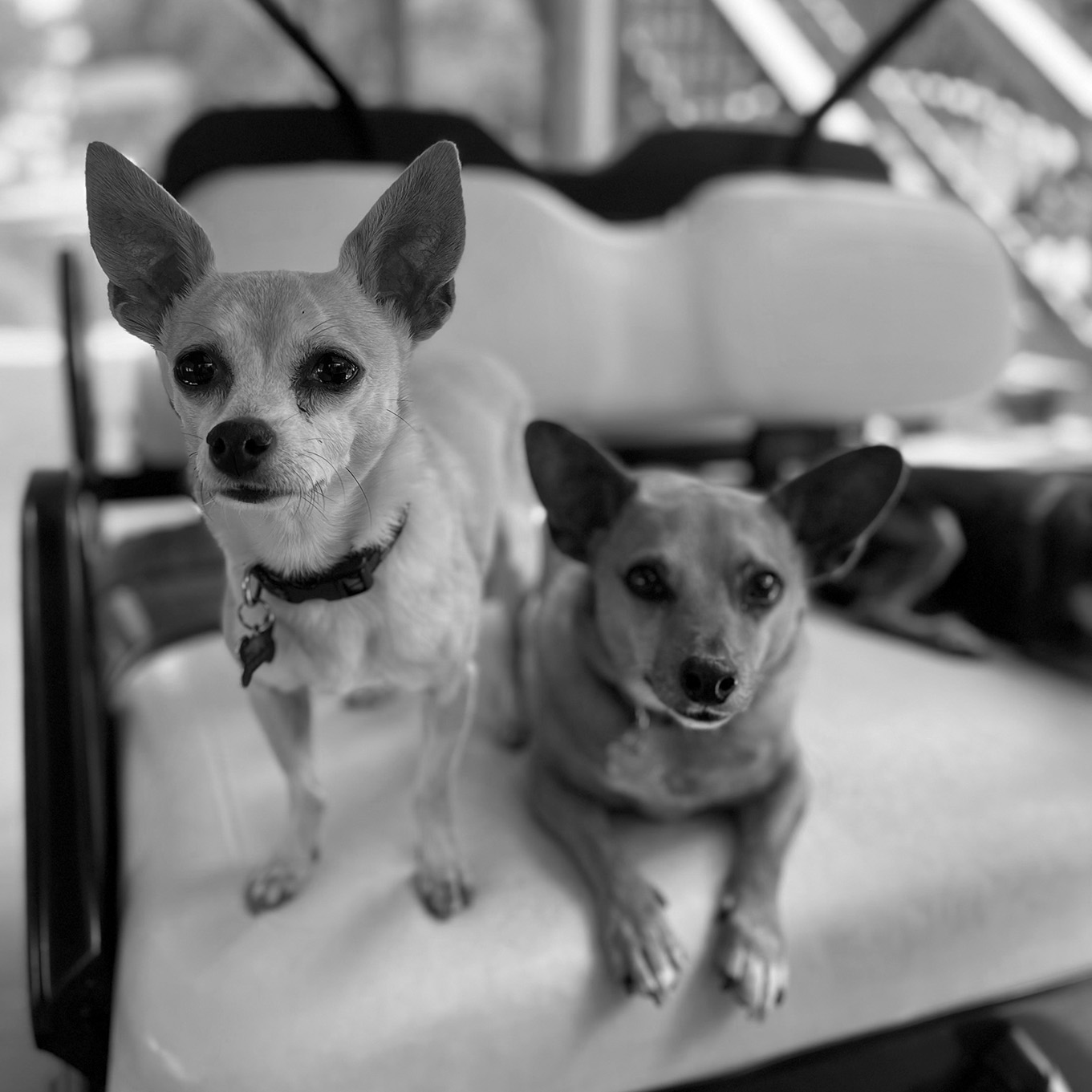 Rachel's dogs Diesel & Harvey